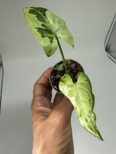 Planttini syngonium three - planttini, 🌱